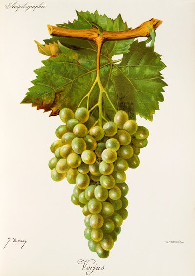Uva Verjus de J. Troncy de Jules Troncy