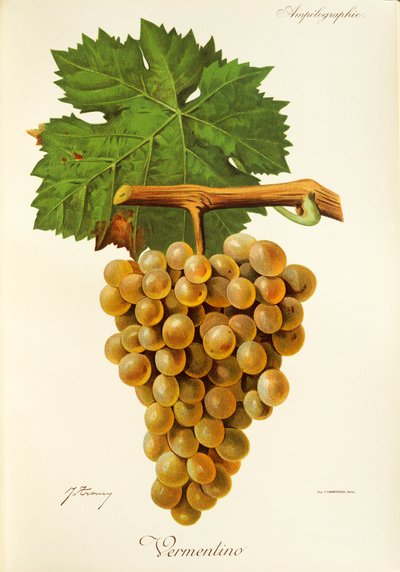 Uva Vermentino por J. Troncy de Jules Troncy