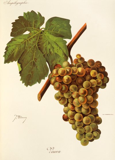 Uva Viura por J. Troncy de Jules Troncy