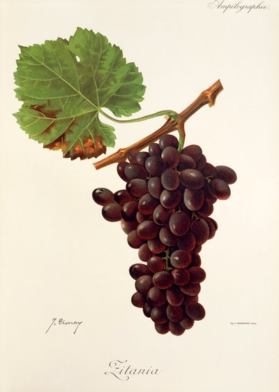 Uva Zitania de J. Troncy de Jules Troncy