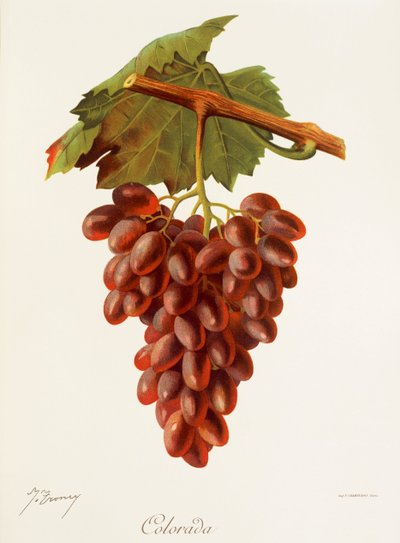 uva colorada por J. Troncy de Jules Troncy