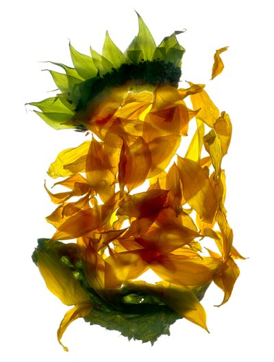Chiquita Girasol de Julia McLemore