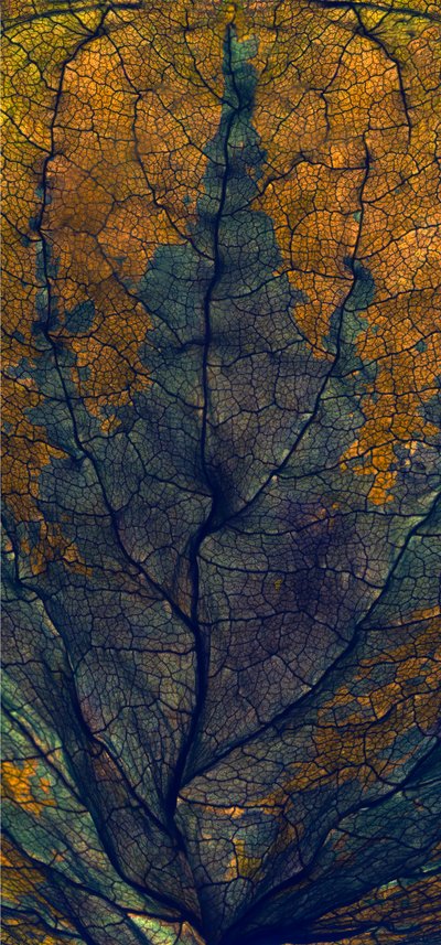 Ventana de Coleus, 2008 de Julia McLemore