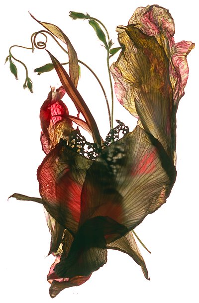 Gloria de la Mañana Canna Corazón, 2012 de Julia McLemore