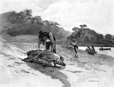 Captura de tortugas, 1886. de Julian Ashton