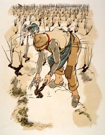 Ilustración humorística del vino 1946.Ilustración de Julien Pavil de Julien Pavil