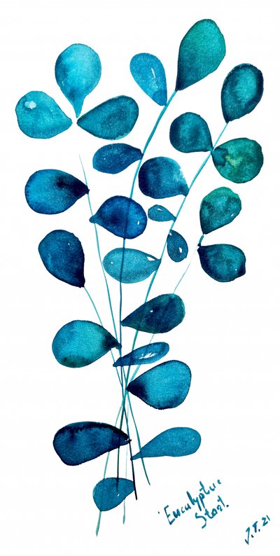 Hojas de eucalipto azul de Julija Belickienė