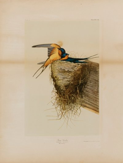 Golondrina común de Julius Bien
