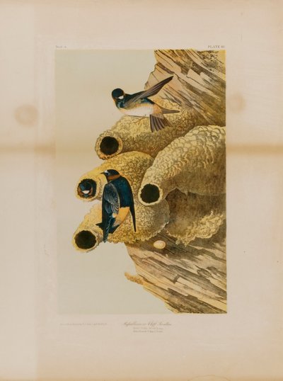 Golondrinas de acantilado de Julius Bien