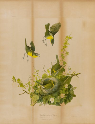 Cotorra de pecho amarillo de Julius Bien