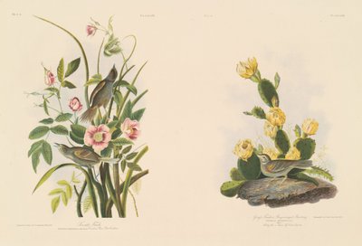 Pinzón costero; y Pinzón de Grafs o Emberiza de alas bayas de Julius Bien after John James Audubon