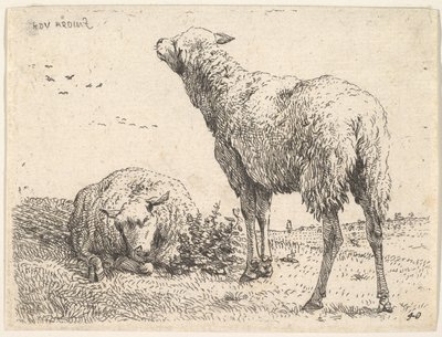 Dos ovejas, una mostrada frontalmente en posición reclinada con las patas dobladas debajo..., ca. 1655 de Karel Du Jardin