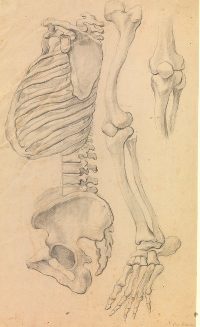 Columna vertebral con caja torácica y pelvis, perfil hacia la izquierda; además, huesos de una pierna izquierda desde la cadera hasta la punta del pie y detalle de una rodilla. (1662?) de Karel van III Mander