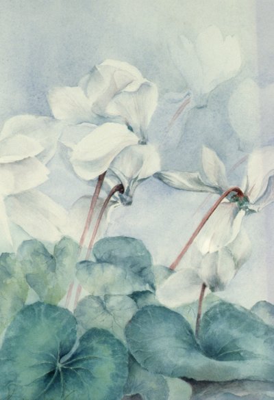 Ciclamen, Triunfo Blanco de Karen Armitage