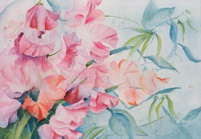 Lathyrus Odoratus, Guisante de olor (horizontal) de Karen Armitage