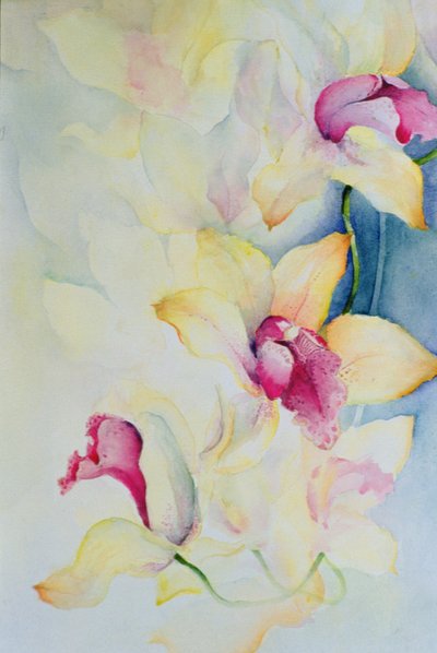 Orquídea, Cymbidium, Príncipe Carlos de Karen Armitage