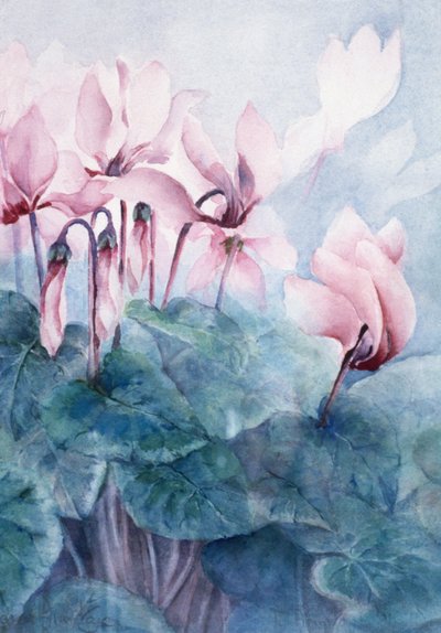 Ciclamen Rosa Pseudibericum de Karen Armitage