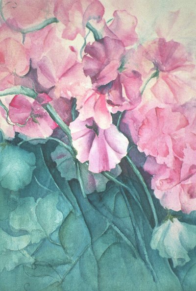 Guisantes de olor, Orgullo Rosa (vertical) de Karen Armitage