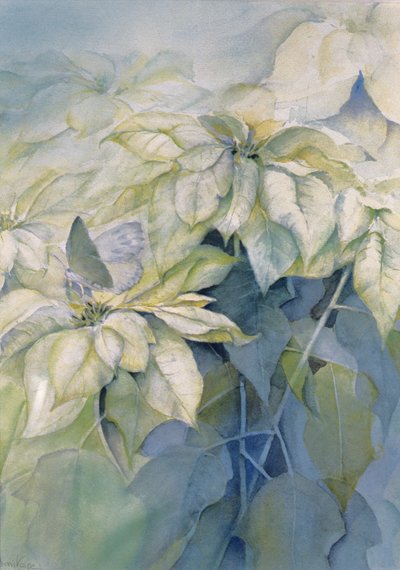 Poinsettia blanca (vertical) de Karen Armitage
