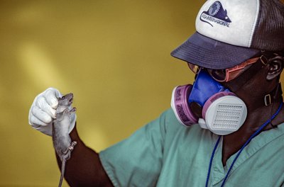 Un técnico de laboratorio sostiene una rata de Lassa y lleva una mascarilla para evitar contraer la fiebre de Lassa. de Karen Kasmauski