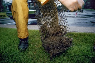 Vacunación antirrábica, 2005 (foto) de Karen Kasmauski