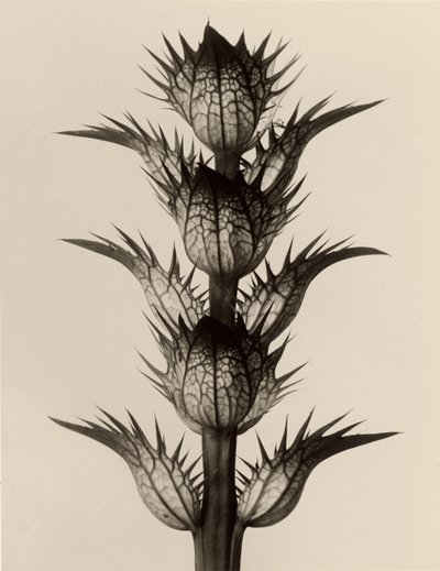 Acanto mollis de Karl Blossfeldt