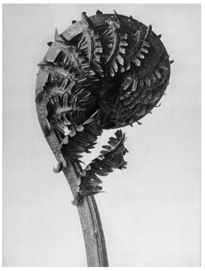Formas originales de arte (Urformen der Kunst) de Karl Blossfeldt