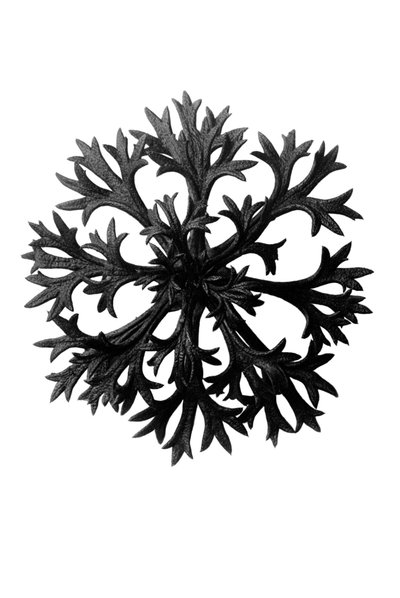 Formas originales de arte (Urformen der Kunst) de Karl Blossfeldt