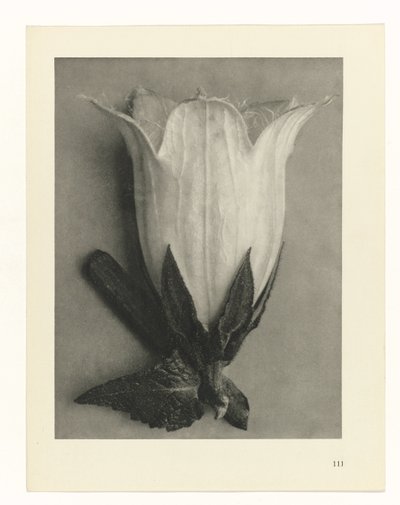 Estudios de plantas Arquetipos del arte: imágenes fotográficas de plantas (título de la serie) de Karl Blossfeldt