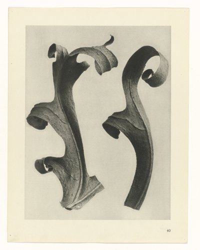 Estudios de plantas Arquetipos del arte: imágenes fotográficas de plantas (título de la serie) de Karl Blossfeldt
