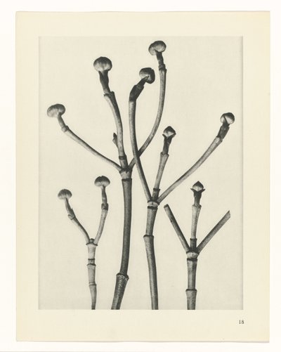 Estudios de plantas Arquetipos del arte: imágenes fotográficas de plantas (título de la serie) de Karl Blossfeldt