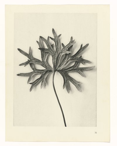 Estudios de plantas Arquetipos del arte: imágenes fotográficas de plantas (título de la serie) de Karl Blossfeldt