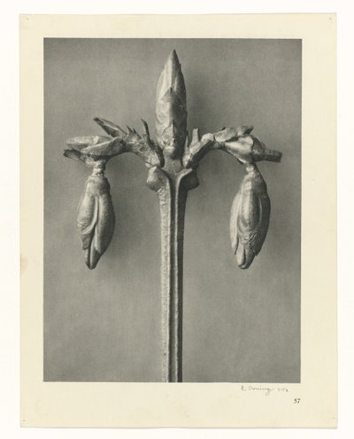 Estudios de plantas Arquetipos del arte: imágenes fotográficas de plantas (título de la serie) de Karl Blossfeldt