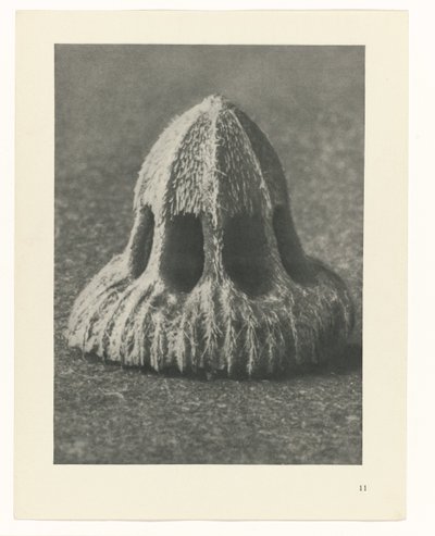 Estudios de plantas Arquetipos del arte: imágenes fotográficas de plantas (título de la serie) de Karl Blossfeldt