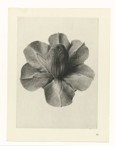 Estudios de plantas Arquetipos del arte: imágenes fotográficas de plantas (título de la serie) de Karl Blossfeldt