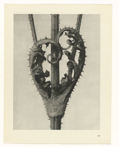 Estudios de plantas Arquetipos del arte: imágenes fotográficas de plantas (título de la serie) de Karl Blossfeldt