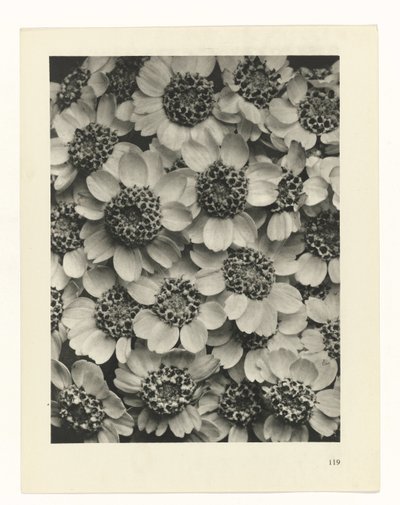 estudio de planos Arquetipos del arte (título de la serie) de Karl Blossfeldt