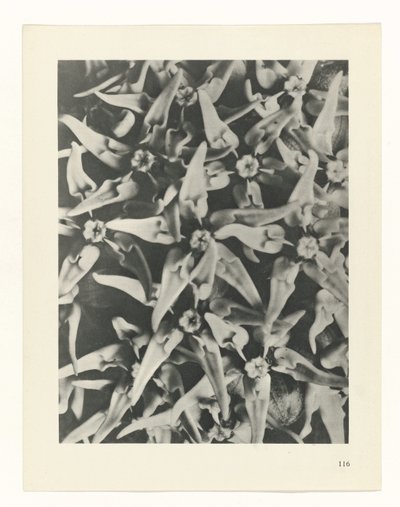 estudio de planos Arquetipos del arte (título de la serie) de Karl Blossfeldt