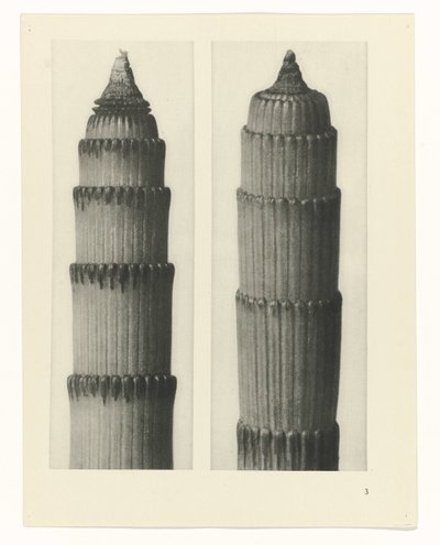 estudio de planos Arquetipos del arte (título de la serie) de Karl Blossfeldt