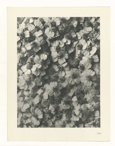 estudio de planos Arquetipos del arte (título de la serie) de Karl Blossfeldt