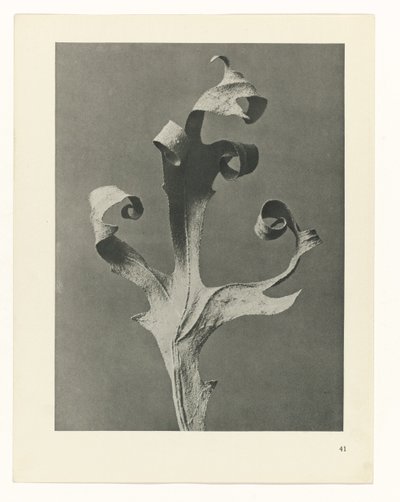 estudio de planos Arquetipos del arte (título de la serie) de Karl Blossfeldt