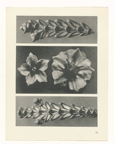 estudio de planos Arquetipos del arte (título de la serie) de Karl Blossfeldt