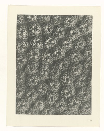 estudio de planos Arquetipos del arte (título de la serie) de Karl Blossfeldt