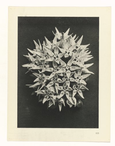 estudio de planos Arquetipos del arte (título de la serie) de Karl Blossfeldt