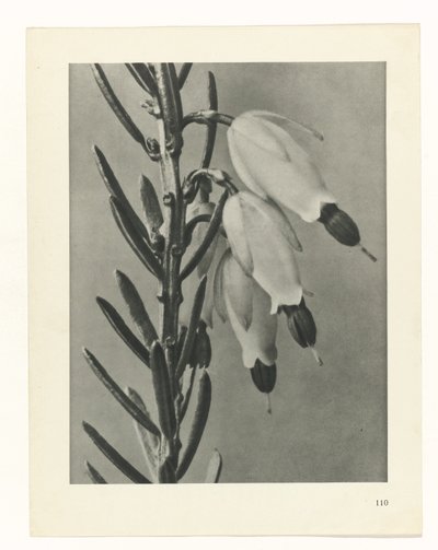 estudio de planos Arquetipos del arte (título de la serie) de Karl Blossfeldt