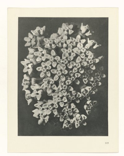 estudio de planos Arquetipos del arte (título de la serie) de Karl Blossfeldt
