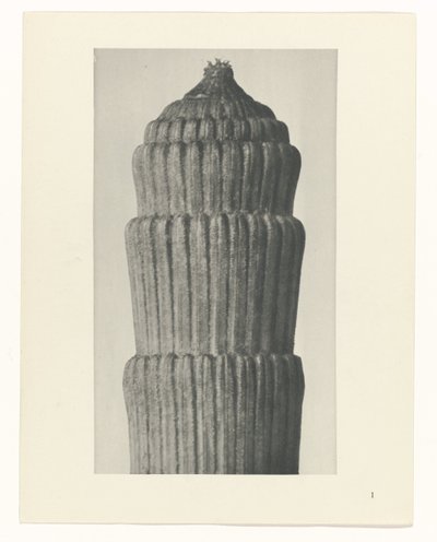 Plan de estudio, Equisetum hiemale Arquetipos del arte (título de la serie) de Karl Blossfeldt