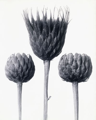 Serratula Nudicaulis (Serratula común de tallo desnudo), c.1928 de Karl Blossfeldt