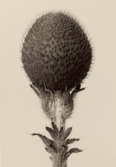 [Planta bulbosa espinosa] de Karl Blossfeldt