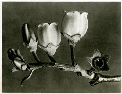 Vaccinium Corymbosum, 1929 de Karl Blossfeldt
